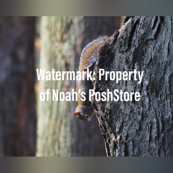 Squirrel Photograph - Picture 1 of 1